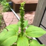 Acalypha setosa ഫലം