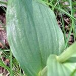 Cephalanthera damasonium Leaf