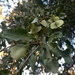 Combretum imberbe Fruit