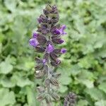 Salvia verbenaca Blüte