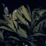 Manilkara paraensis Leaf