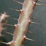 Euphorbia schinzii Blatt