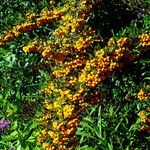 Pyracantha angustifolia Ffrwyth