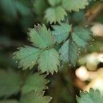 Acaena microphylla Blatt