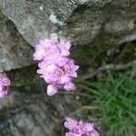 Armeria malinvaudii Hábitos