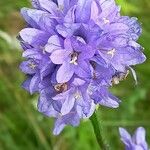 Campanula cervicaria ᱵᱟᱦᱟ