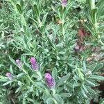 Lavandula stoechasफूल