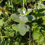 Mentha × villosa Hoja