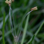 Littorella uniflora ফল