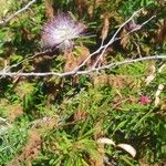 Calliandra eriophylla Lapas