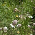 Silene uniflora Flor