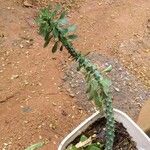 Euphorbia guentheri ഇല