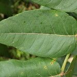Polyscias fulva Blatt