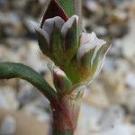 Polygonum raii फूल