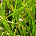 Eleocharis palustris Plante entière