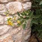 Nicotiana glauca Virág