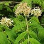 Sorbus domestica Blüte