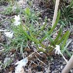 Allium triquetrum Λουλούδι