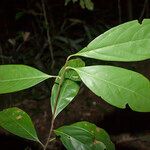 Nectandra hihua Feuille