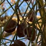 Retama monosperma Fruit