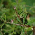 Euphorbia luteoviridis Habitus