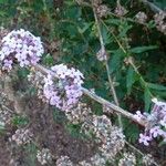 Buddleja alternifolia Λουλούδι