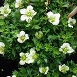 Saxifraga praetermissa Flower