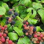 Rubus fruticosusFrukto