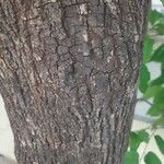 Guazuma ulmifolia 樹皮