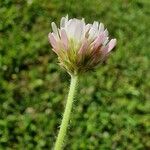 Trifolium fragiferum Квітка