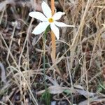 Narcissus obsoletus 形態