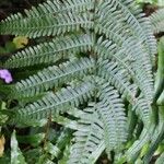 Pteris linearis Leaf