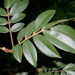 Cnestidium rufescens Leaf