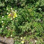 Oenothera elata Habitat