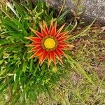 Gazania linearisFlower