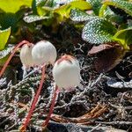 Cassiope lycopodioides Flower