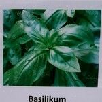 Ocimum basilicum Övriga