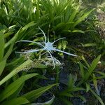 Hymenocallis caribaea Blüte