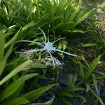 Hymenocallis caribaea 花