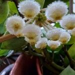 Hoya lacunosa Flower
