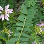 Coronilla varia Folla