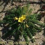 Morisia monanthos Hábito