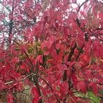 Oxydendrum arboreum 叶