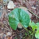 Viola pubescens Folha