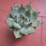 Echeveria colorata Deilen