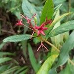 Clerodendrum indicum Outro