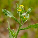 Amsinckia menziesii ഇല