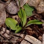 Pterostylis ophioglossa Yeri