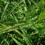 Digitaria ciliaris পাতা