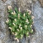 Silene cordifolia Lapas